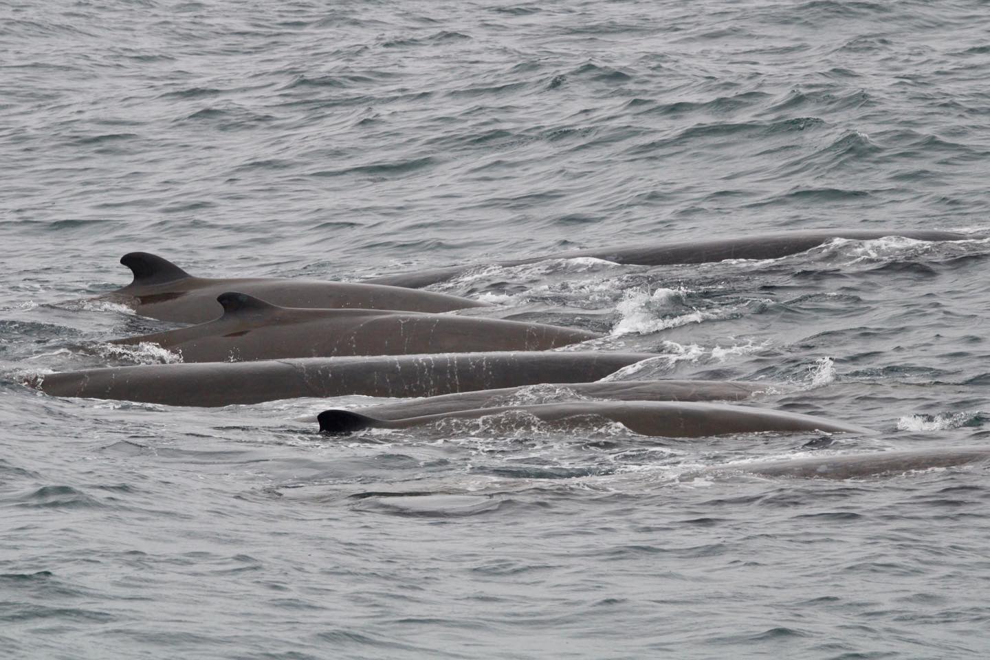 348649141_652574780024656_7487743639743677222_n an animal swimming in the water