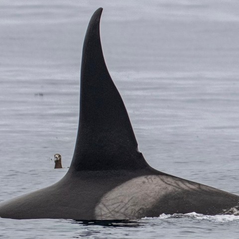 a whale jumping out of the water