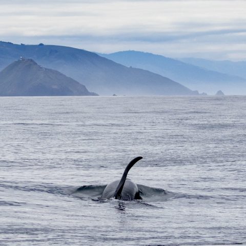 a body of water with a mountain in the background