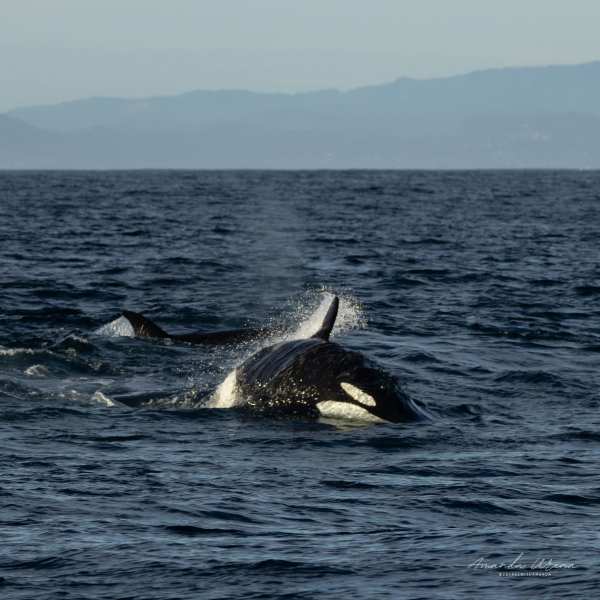 a whale jumping out of the water