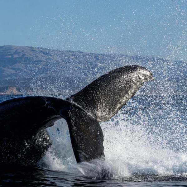 a man riding a wave on top of a mountain