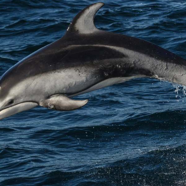 a dolphin swimming in a body of water