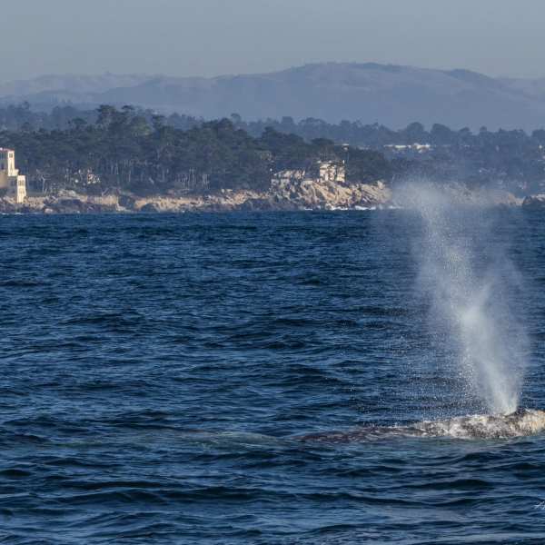 a whale on a lake next to a body of water
