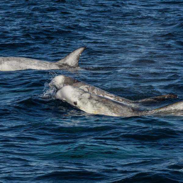 a whale jumping out of the water