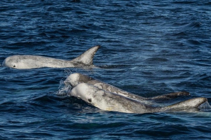a bird swimming in water