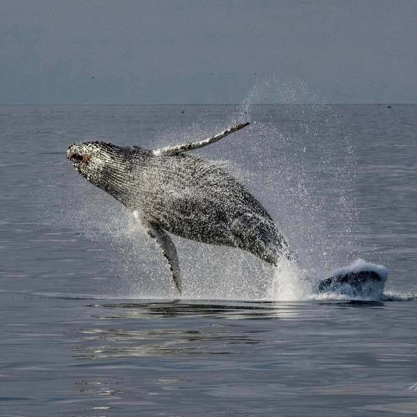a whale jumping out of the water