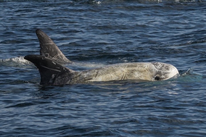 an animal swimming in the water