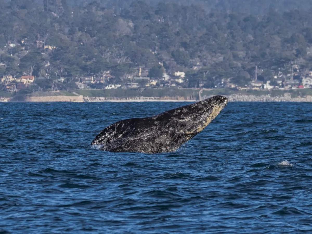 a whale jumping out of a body of water