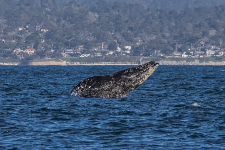 a whale jumping out of a body of water