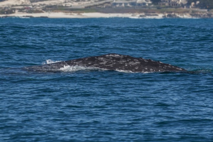 a whale jumping out of the water