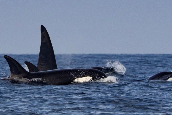 a dolphin jumping out of the water