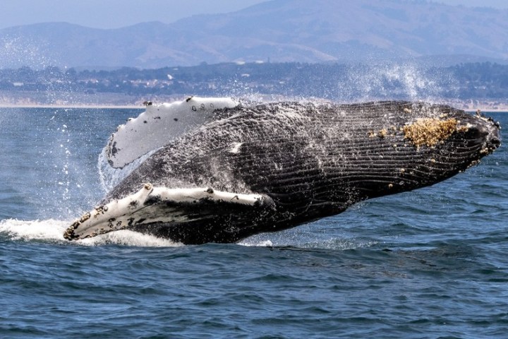 a whale jumping out of the water with a mountain in the background