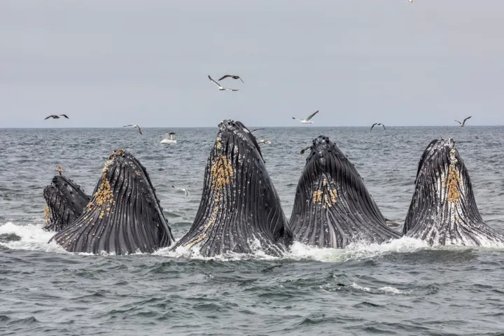a bird flying over a body of water