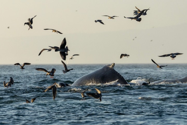 a flock of seagulls flying over a body of water