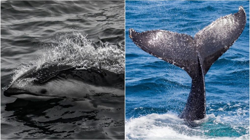 Fall-Banner-1024×576 an animal swimming in the water