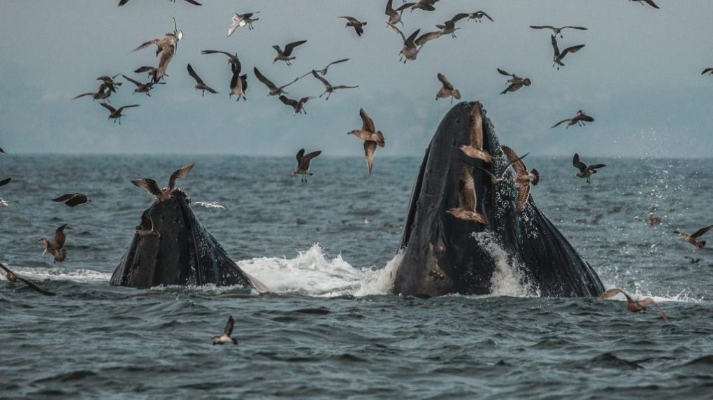 a flock of seagulls flying over a body of water
