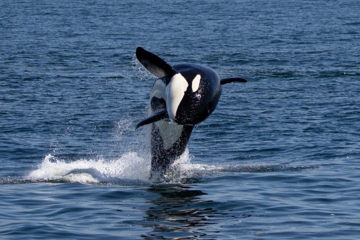 a small animal in a body of water