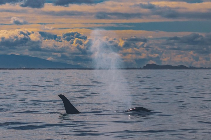 a whale jumping out of the water