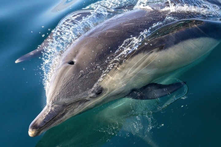 a bird swimming in water