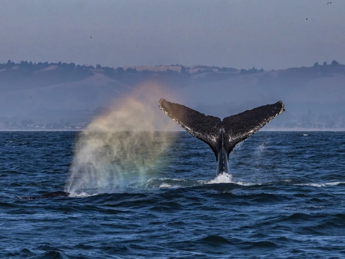 a whale jumping out of the water