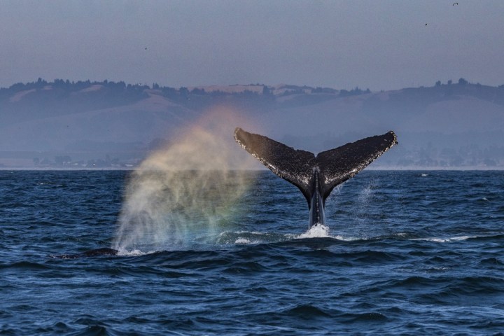 a whale jumping out of the water