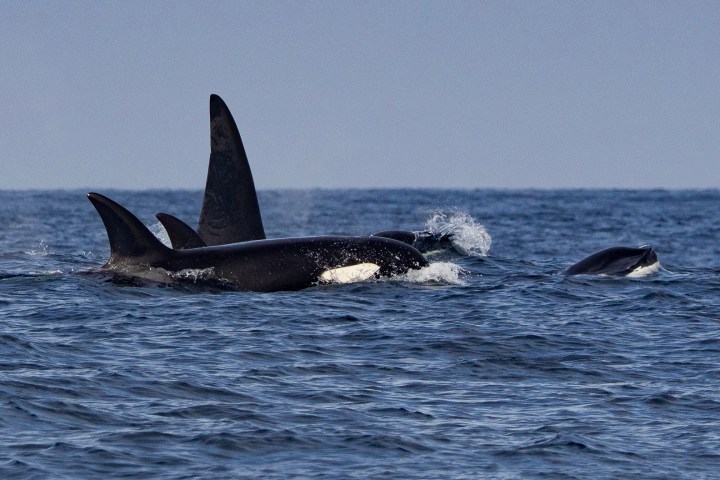 a bird flying over a body of water