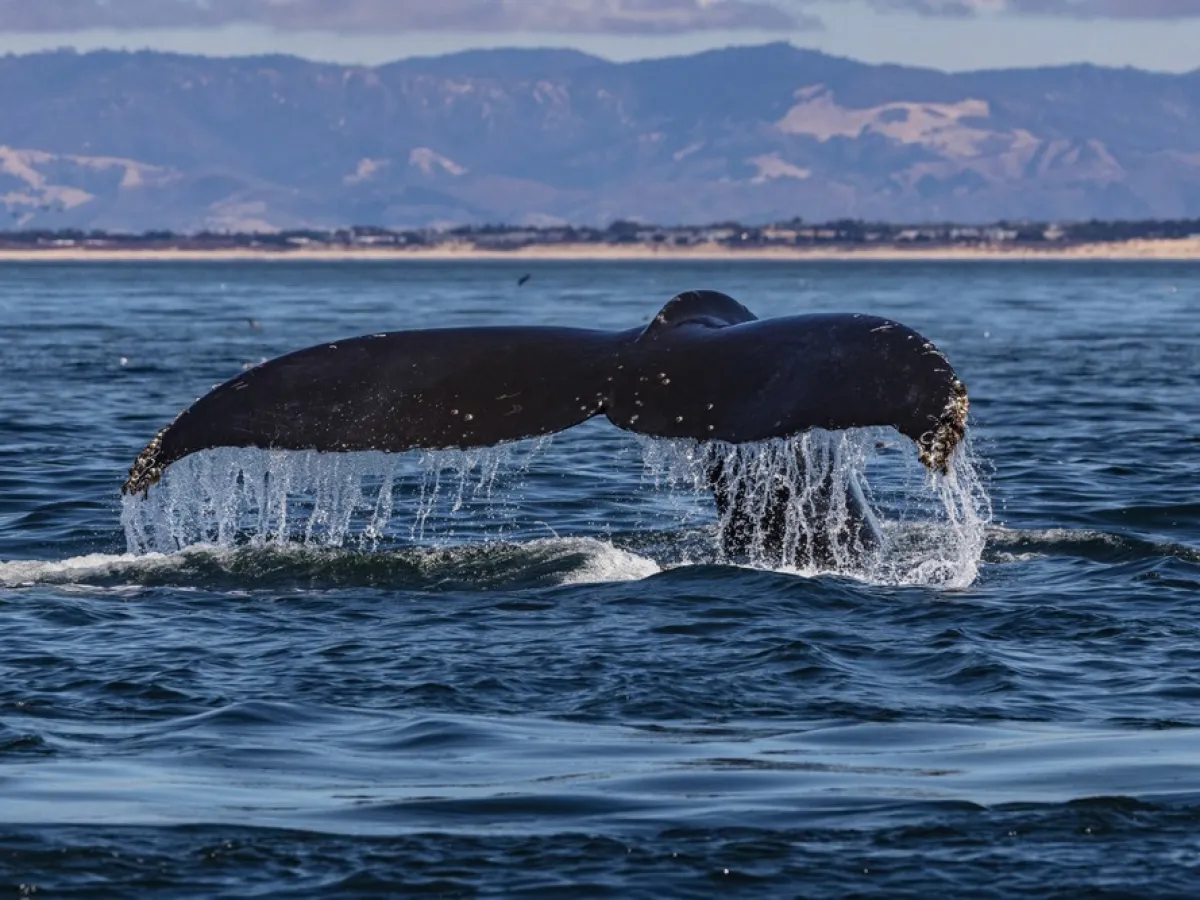 a whale jumping out of the water
