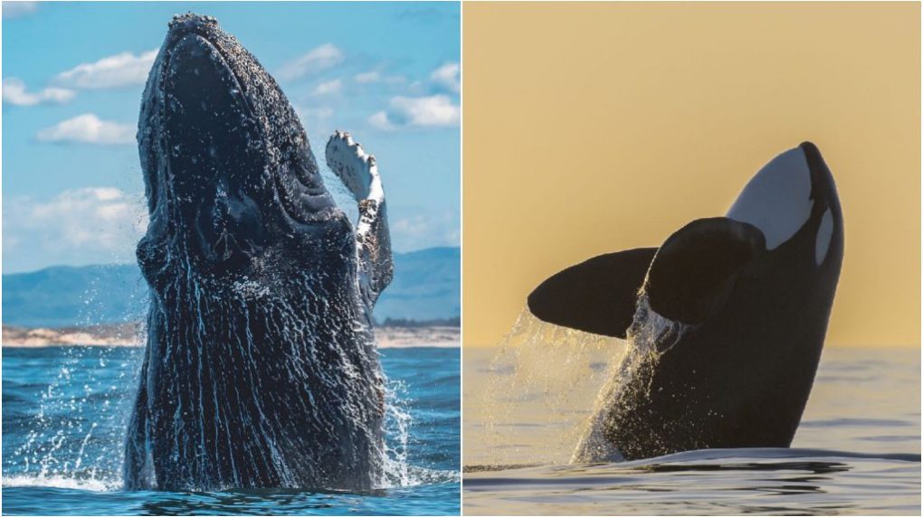 Spring-Whale-Banner-1024×576 water next to the ocean