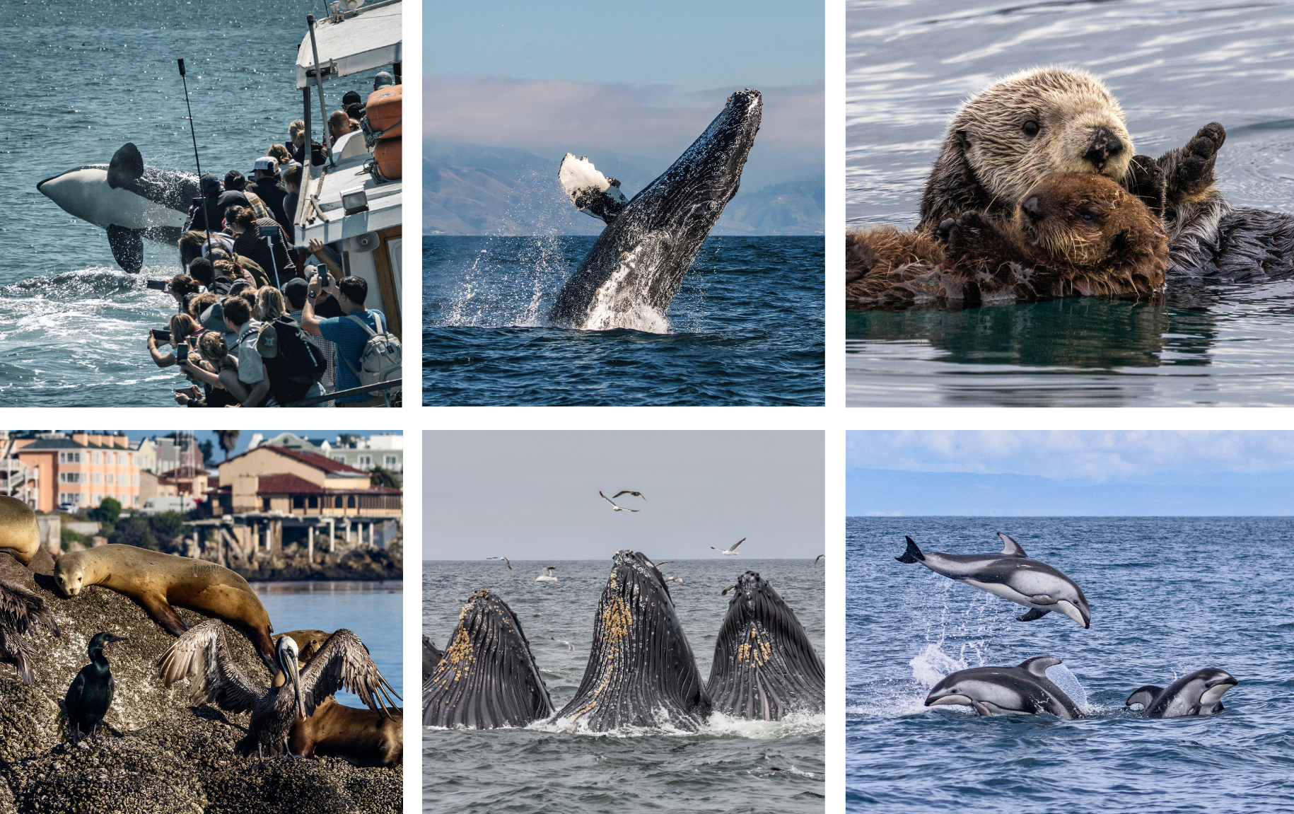 Social media wildlife in Monterey bay